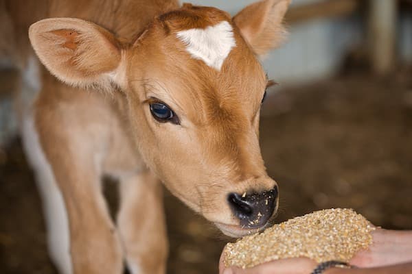 Cow Feeding