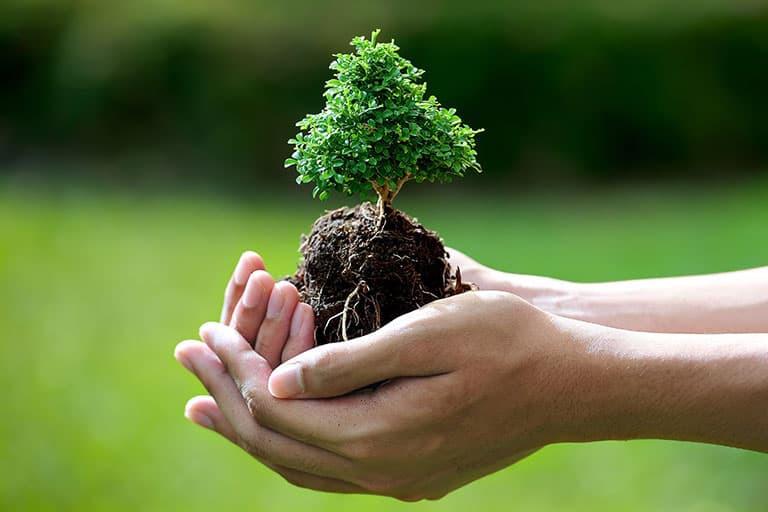 Plant a Tree