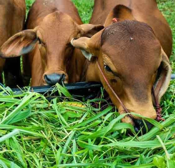 Hara Chara for all cows